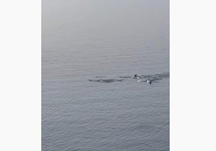 Momento único en las playas de Granada: una manada de delfines «saludan» a los vecinos.