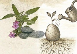 Plantar piedras