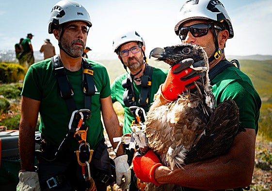 Los especialistas en trabajo vertical han hecho rapel en el risco para dejar a los pollos en su nuevo hogar.
