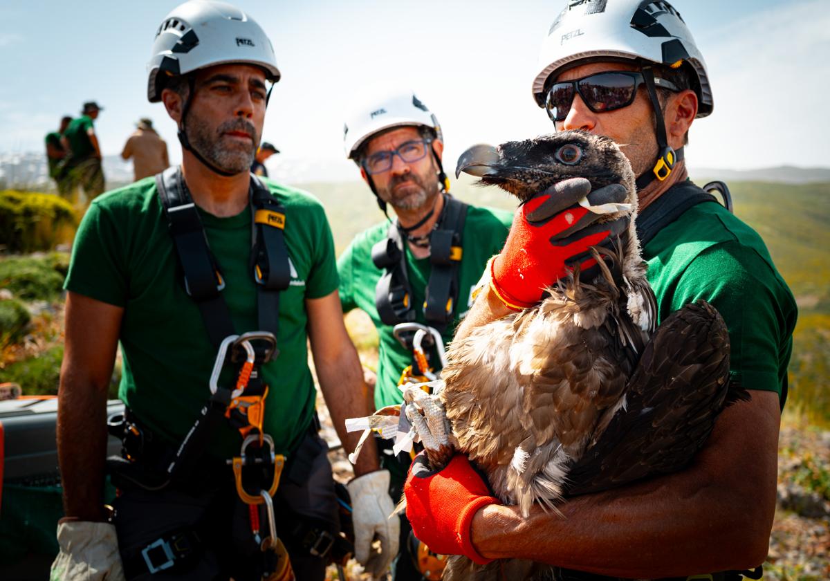 Los especialistas en trabajo vertical han hecho rapel en el risco para dejar a los pollos en su nuevo hogar.