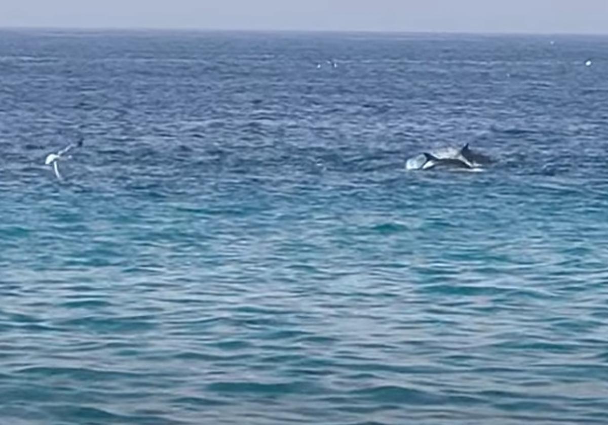 Delfines frente a la playa de Velilla en Almuñécar, esta mañana.