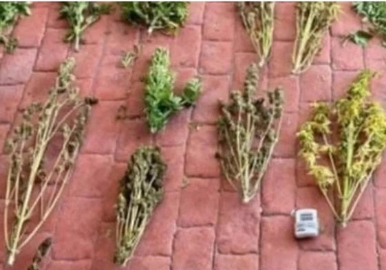 Publica fotos de sus plantas de marihuana en redes sociales y la Guardia Civil va a por él.