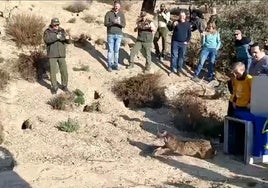 Al menos, cuatro linces ibéricos en Sierra María-Los Vélez