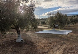 Imagen de la malla desplegada en un olivo.