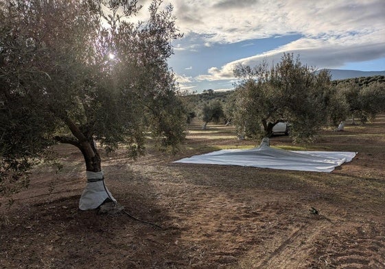 Imagen de la malla desplegada en un olivo.