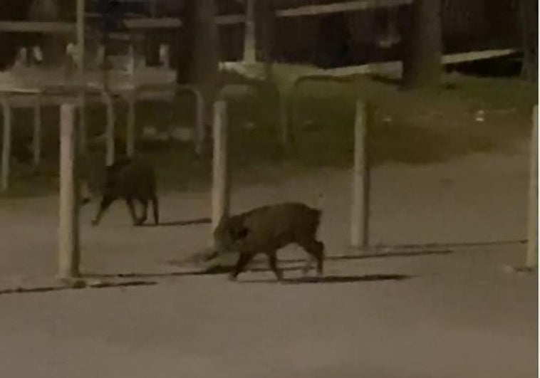 Un grupo de jabalíes, de paseo por Playa Granada