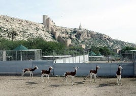 Imagen de archivo de la finca de la EEZA de Almería.