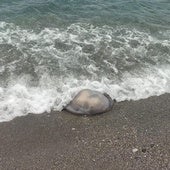 Aparece una medusa gigante en Torrenueva Costa