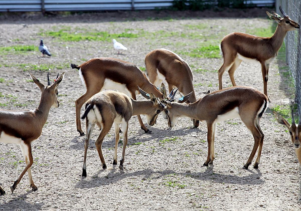Gacelas en el Centro de Rescate de la Fauna Sahariana de Almería.