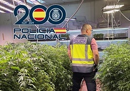 La Policía ha descubierto un gran vivero de marihuana clandestino en una nave de Granada.