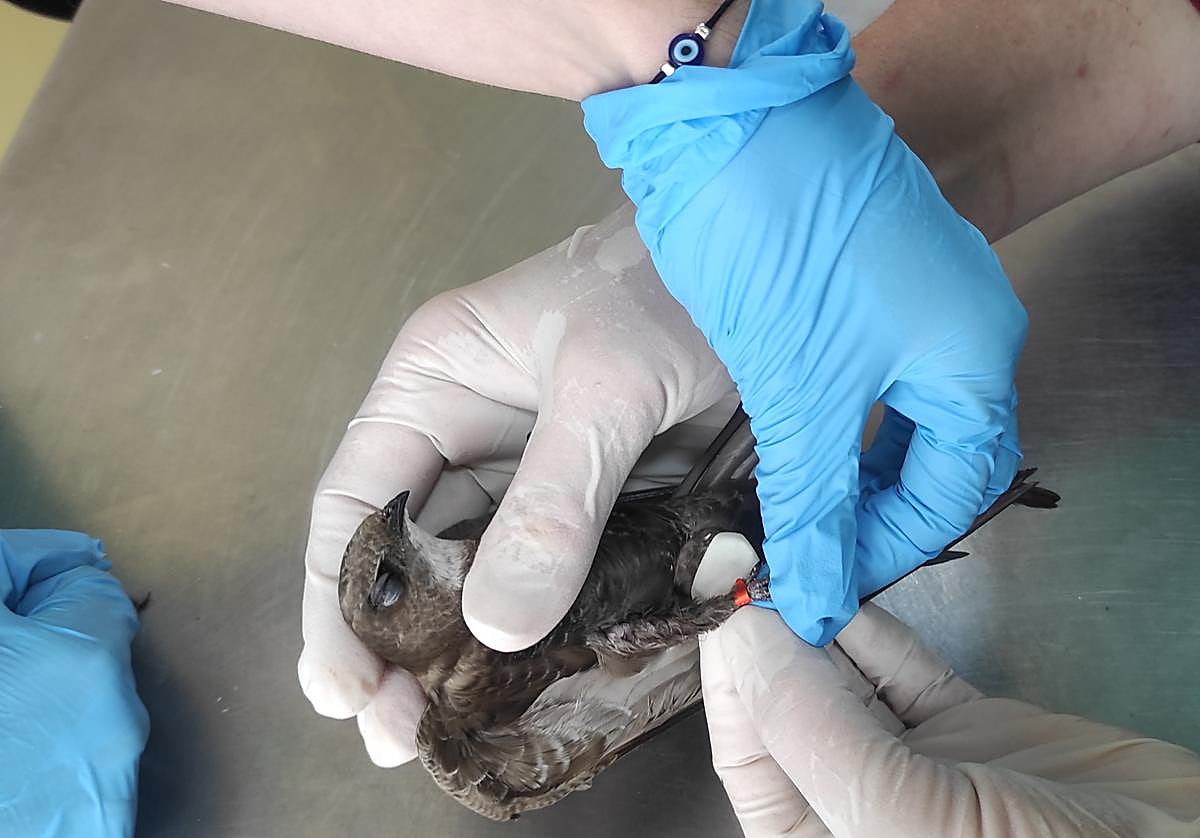 Rescate de un vencejo.