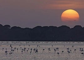 Imagen del Parque Nacional de Doñana. Sur