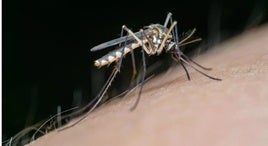 Mosquito que trasmite el virus del Nilo.