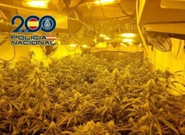 La Policía descubre el gran garaje de la marihuana en Granada.