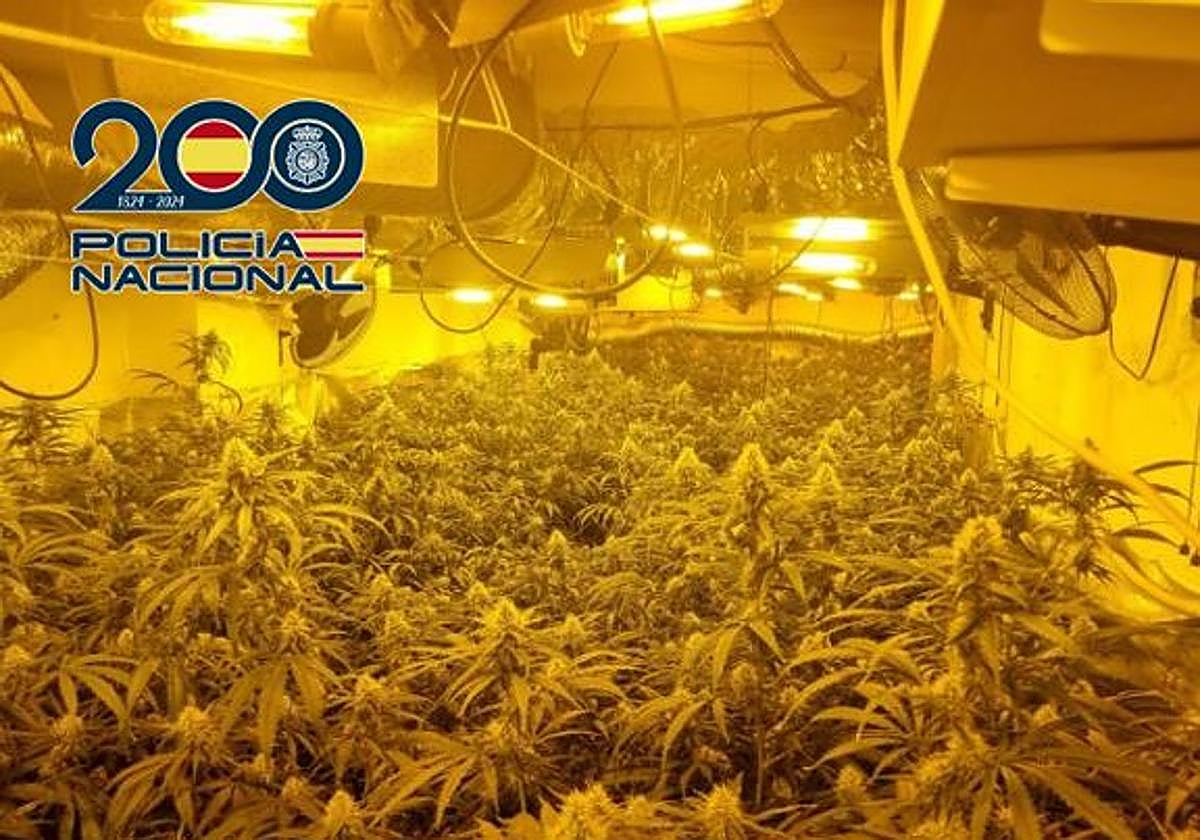 La Policía descubre el gran garaje de la marihuana en Granada.