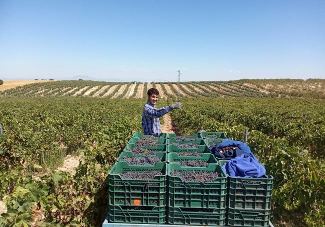 Una imagen de la vendimia en la bodega.