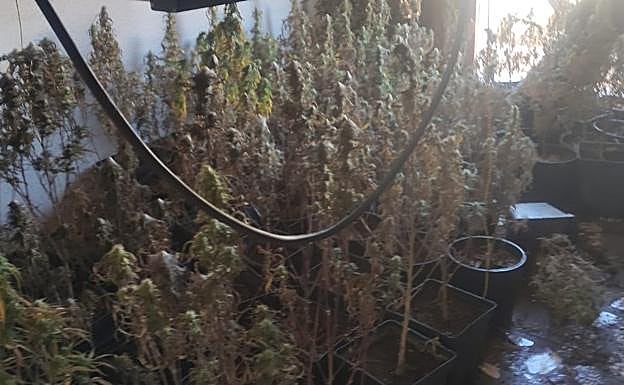 Plantación en el interior de la casa.