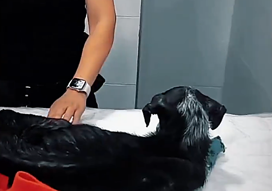 Visita de la Policía Local al animal abandonado en el veterinario Nature Vets