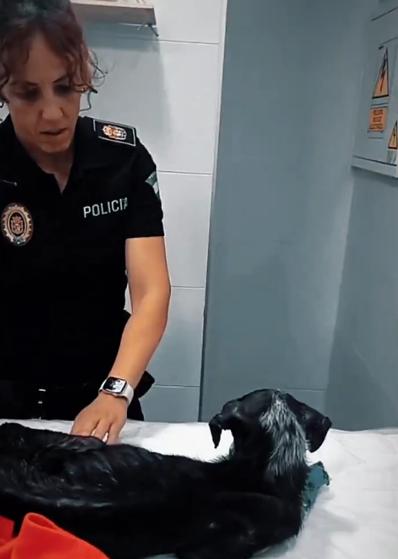 Visita de la Policía Local al animal abandonado en el veterinario Nature Vets