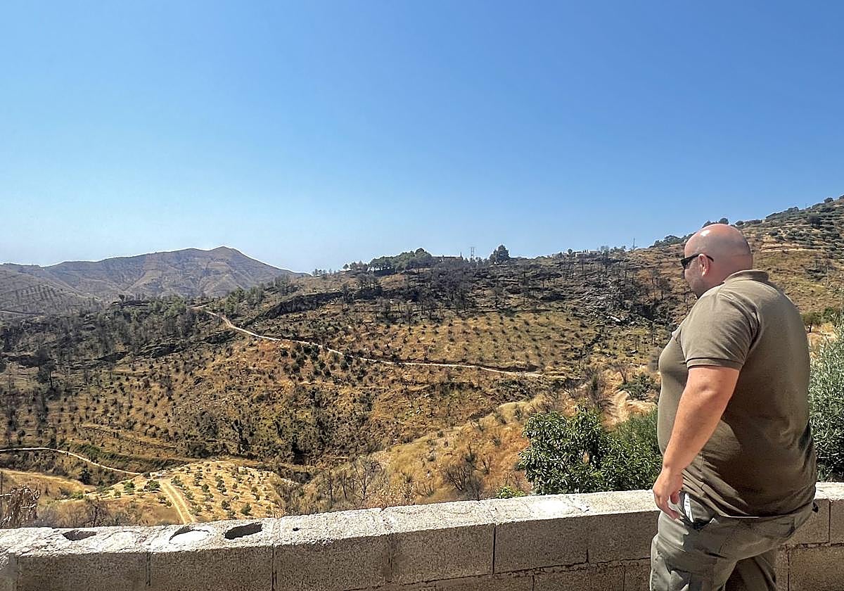 Los árboles renacen después del incendio.