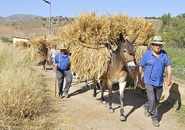 Muleros acarreando haces de cebada con mulos para trillarla en la era.