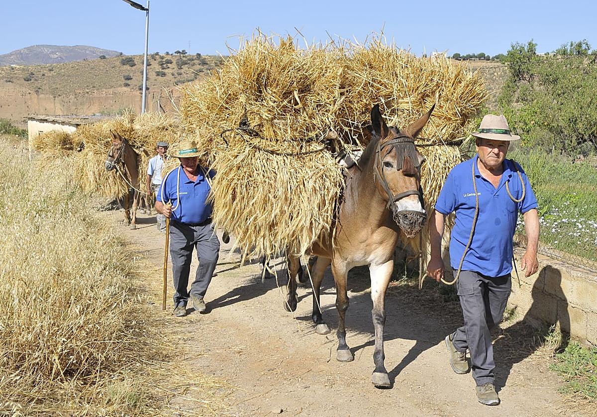 Muleros acarreando haces de cebada con mulos para trillarla en la era.