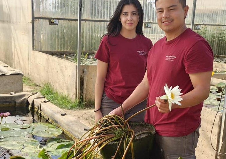 Los nenúfares cultivados en Guadix que triunfan en toda España