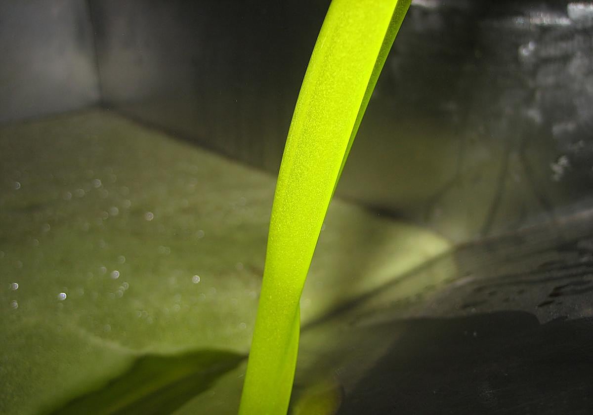 La AICA cifra las existencias actuales de aceite de oliva en 645.128 toneladas.