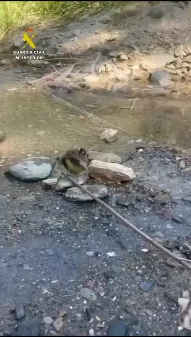 La Guardia Civil sorprende a un cazador furtivo cazando jilgueros en Granada