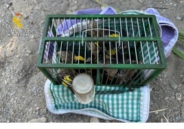 La Guardia Civil soprende a un cazador furtivo atrapando jilgueros de forma ilegal en Granada