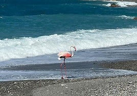 Un flamenco visita la playa de Cotobro