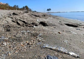 Imagen de la invasión de salpas que tuvo lugar en enero de 2024 en El Zapillo.