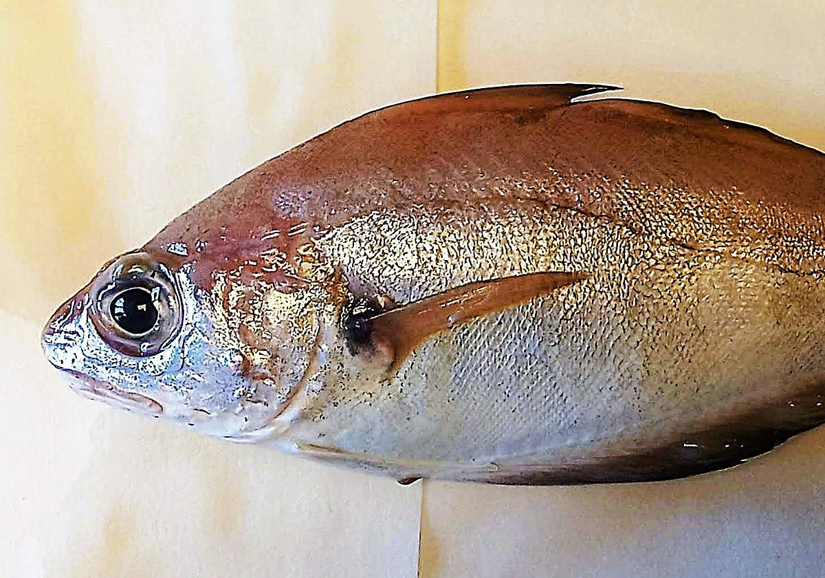 Extraer el tubo digestivo al pescado inmediatamente después de su captura puede reducir el riesgo de anisakiasis