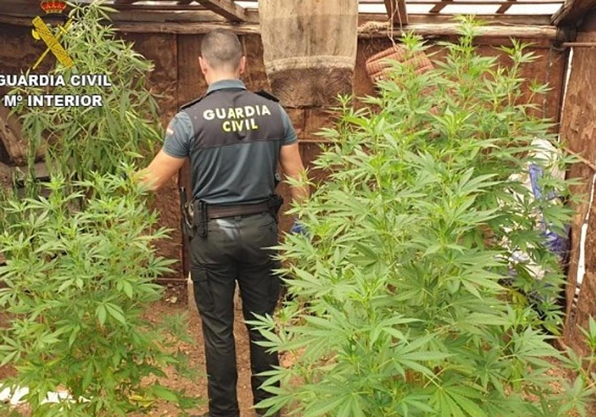 Una finca con 15 toneladas de marihuana y dos narcos 'sobrados'