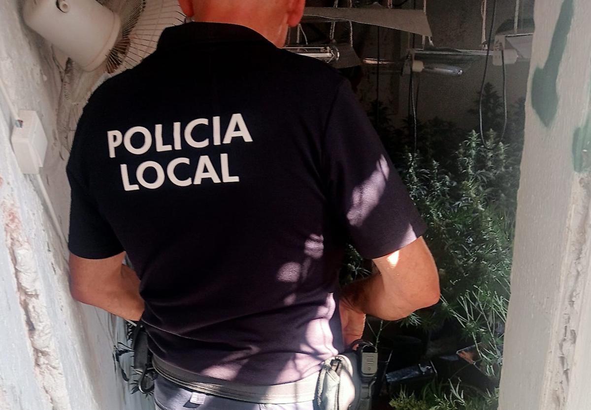 Plantación de cannabis descubierta en Pinos Puente.