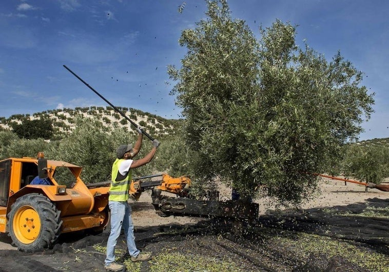 UPA Granada denuncia el «brutal recorte de la PAC» en especial para Huéscar, Baza y Guadix