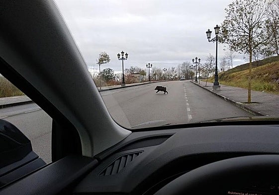 Un jabalí aparece en mitad de la carretera y ante un vehículo.