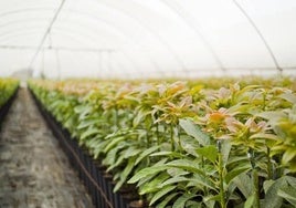 Las 1.500 hectáreas de Almuñécar y La Herradura más castigadas por la salinización no darán frutos