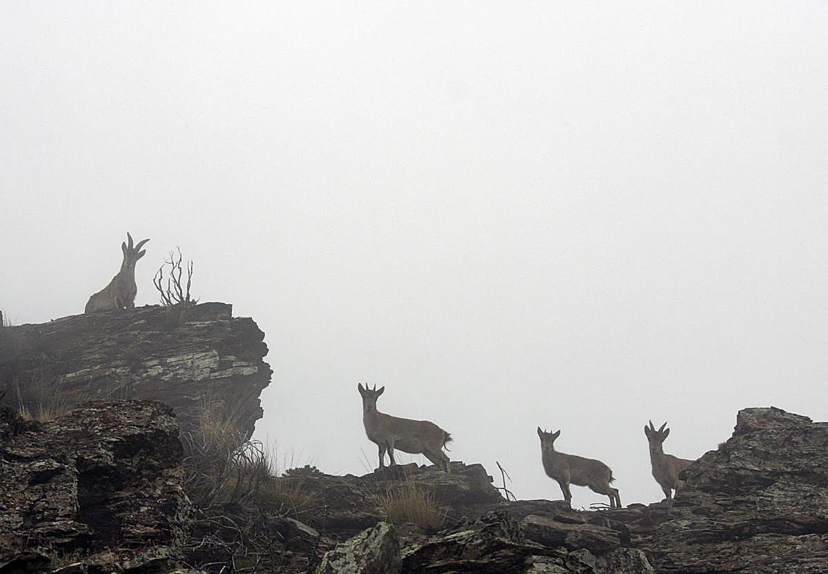 Varios ejemplares de cabra montés en Sierra Nevada.