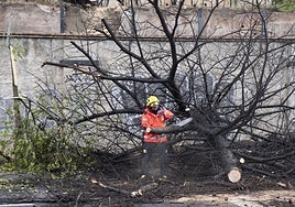 Un árbol caído en una calle de Granada.