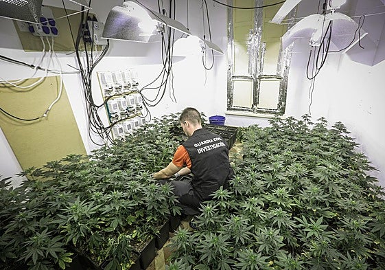 Un guardia civil en una plantación de marihuana en Santa Fe, con su iluminación artificial.