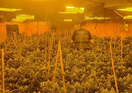 Un agente en una plantación de marihuana.