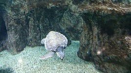 La introducción ilegal de especies protegidas puede ser una amenaza a la biodiversidad en Almería