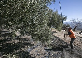 Un agricultor varea un olivo en una finca de Montefrío.