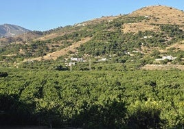 Hectáreas de cultivos en los campos de Almuñécar.