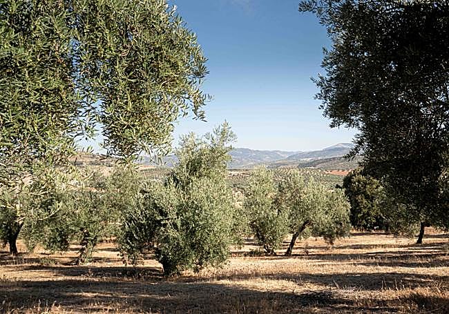 Olivos en la provincia de Granada.