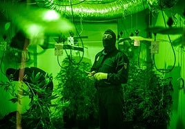 Policía Nacional durante una intervención contra el tráfico de marihuana en el distrito Norte.