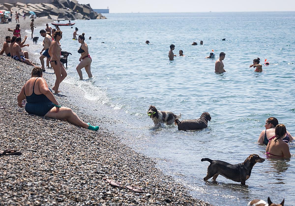 Perros en la playa canina de El Cable, en Motril.  