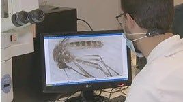 Andalucía declara área de alerta en Castilblanco de los Arroyos por mosquitos con virus del Nilo