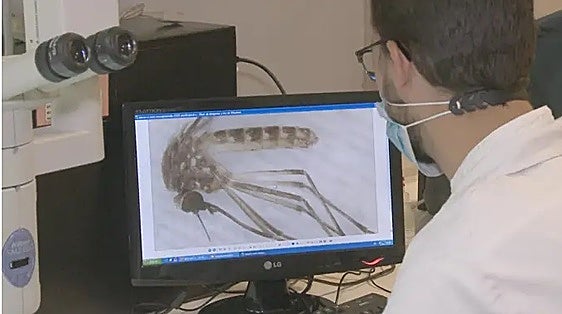 Andalucía declara área de alerta en Castilblanco de los Arroyos por mosquitos con virus del Nilo